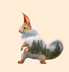 Sticker - Double exposure of cute squirrel and foggy forest