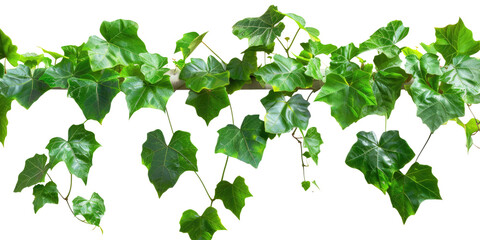 Poster - green hanging ivy leaves isolated on white or transparent png