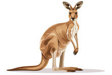 Kangaroo Isolated Vector Style