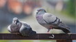 Lovely colorful Columba livia aka pigeon (rock or domestic) standing on one leg. Most common bird in residential areas. Funny animal photo.