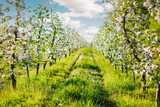 Fototapeta Mapy - A blooming apple orchard on a magical sunny day.