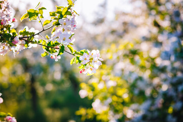 Poster - White flowers of a blooming apple tree on a sunny day close-up.