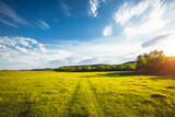 Fototapeta Mapy - A meadow of green fresh grass with a blue sky on a calm summer day.