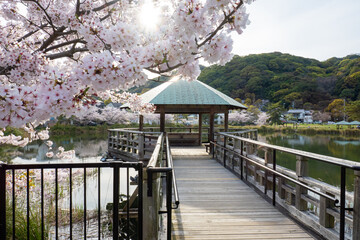 Sticker - 日本の桜風景