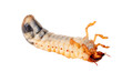 Cockchafer larva isolated on the white background