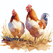 Rooster and hen watercolor illustration. Pair of farm chickens in grass isolated on white background. Poultry farming and rural life concept.