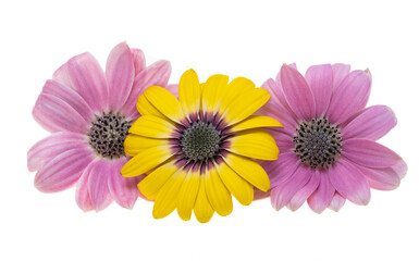 Wall Mural - beautiful Osteospermum flower isolated