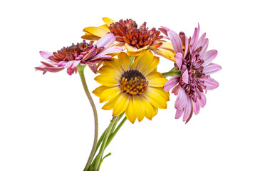 Wall Mural - beautiful Osteospermum flower isolated