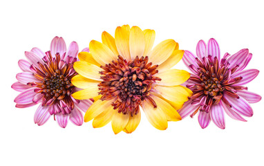 Sticker - beautiful Osteospermum flower isolated