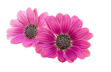 Wall Mural - beautiful Osteospermum flower isolated