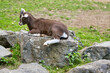 Brown goat climbs onto a stone. Farm animal on the farm. Animal