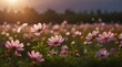 Cosmos flowers blooming panorama with sunset in the morning and bokeh in the garden.concept festival beautiful flower and love day.generative.ai 