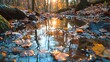 Reflection of sunrise in forest creek, close-up, low angle, vibrant morning hues