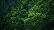 Mountain forest edge, aerial view, close-up, bird's-eye perspective, rugged terrain meets lush green 