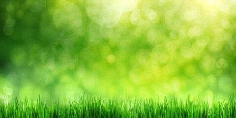 Poster - Sunny green foliage bokeh background