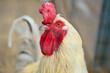 White chicken with red comb, farm animal on a farm. Feathers and beak, portrait