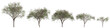 3d illustration of set Chilopsis linearis tree isolated on transparent background