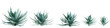 3d illustration of set Agave shawii x attenuata tree isolated on transparent background