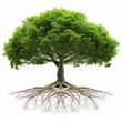 Lush tree with visible roots against white background symbolizing growth and connectivity.