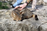 Fototapeta Paryż - Cute cat lies on a big stone petted by female hand