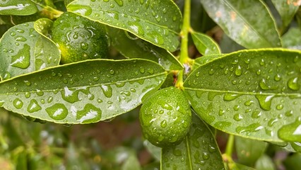 Kumquat tree and green raw fruit on a rainy day