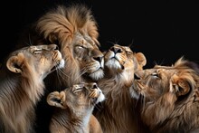 Group Of Lions, Part Of Felidae Family, Standing Together On A Black Background