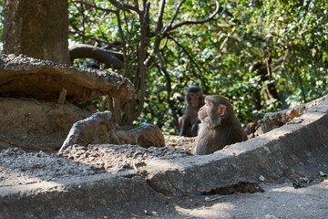 Wall Mural - Brown monkeys playing and sitting on rocky ground in the forest with trees