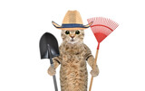 Fototapeta Zwierzęta - Portrait of a cat in a straw hat with a garden tool in his hands isolated on a white background
