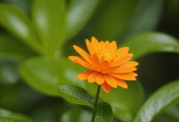 Sticker - an orange flower on some very small green leaves and leaves