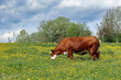 Kuh auf der Blumenwiese
