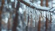 Icicles hanging from branch, forest background, close-up, eye-level, crisp morning frost 