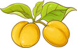 Apricot Fruit with Leaves Colored Illustration.