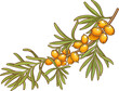 Sea buckthorn Branch with Berries  and Leaves Colored Detailed Illustration