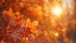 Rustling maple leaves, vibrant close-up, low angle, blurred forest, warm, soft autumn sunset 
