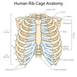 human rib cage with labeled parts, suitable for anatomy studies and medical reference structure diagram hand drawn schematic raster illustration. Medical science educational illustration
