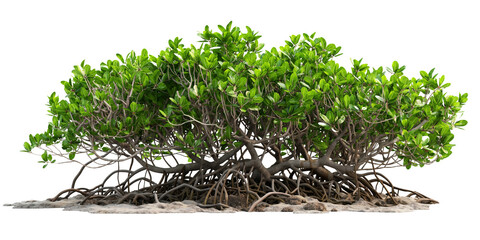 Mangrove tree isolated on transparent background