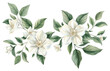 PNG Jasmine flowers plant white leaf.