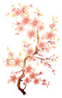 PNG Cherry blossom flower plant springtime. AI generated Image by rawpixel.