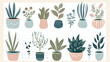 Home plants in flowerpot. Houseplants isolated. Trend