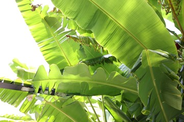 Wall Mural - Beautiful tropical palm tree with green leaves outdoors