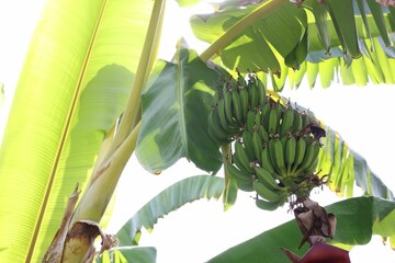 Wall Mural - Tropical plant with green leaves and ripening bananas outdoors