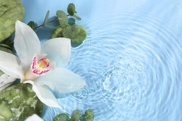 Poster - Beautiful orchid, spa stones and eucalyptus branch in water on light blue background, top view. Space for text