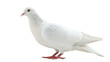 The white dove is a symbol of peace and hope. Beautiful bird stand isolated on a white background. Street pigeon. Love and peace concept.
