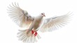 © Ellionn - The white dove is a symbol of peace and hope. Beautiful bird flying isolated on a white background. Street pigeon. Love and peace concept.