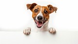 Fototapeta  - Jack Russel Terrier Dog sitting happily and holding a big blank signboard, isolated white background