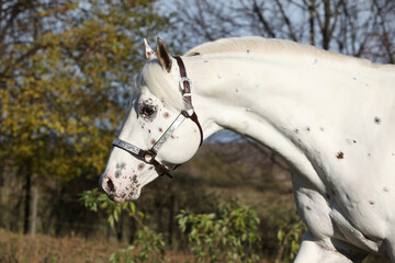 Wall Mural - Appaloosa stallion running