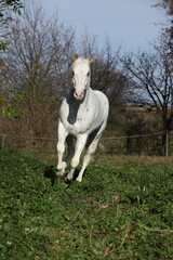 Wall Mural - Appaloosa stallion running