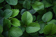 Strawberry leaves background. Close-up view of fresh green garden strawberry plant leaves from above position. Green foliage texture