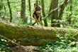 Front view of an amazing dog jumping over a trunk in a french forest at spring.