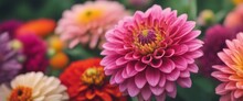 Beautiful Colorful Zinnia And Dahlia Flowers In Full Bloom, Close Up. Natural Summery Texture For Background